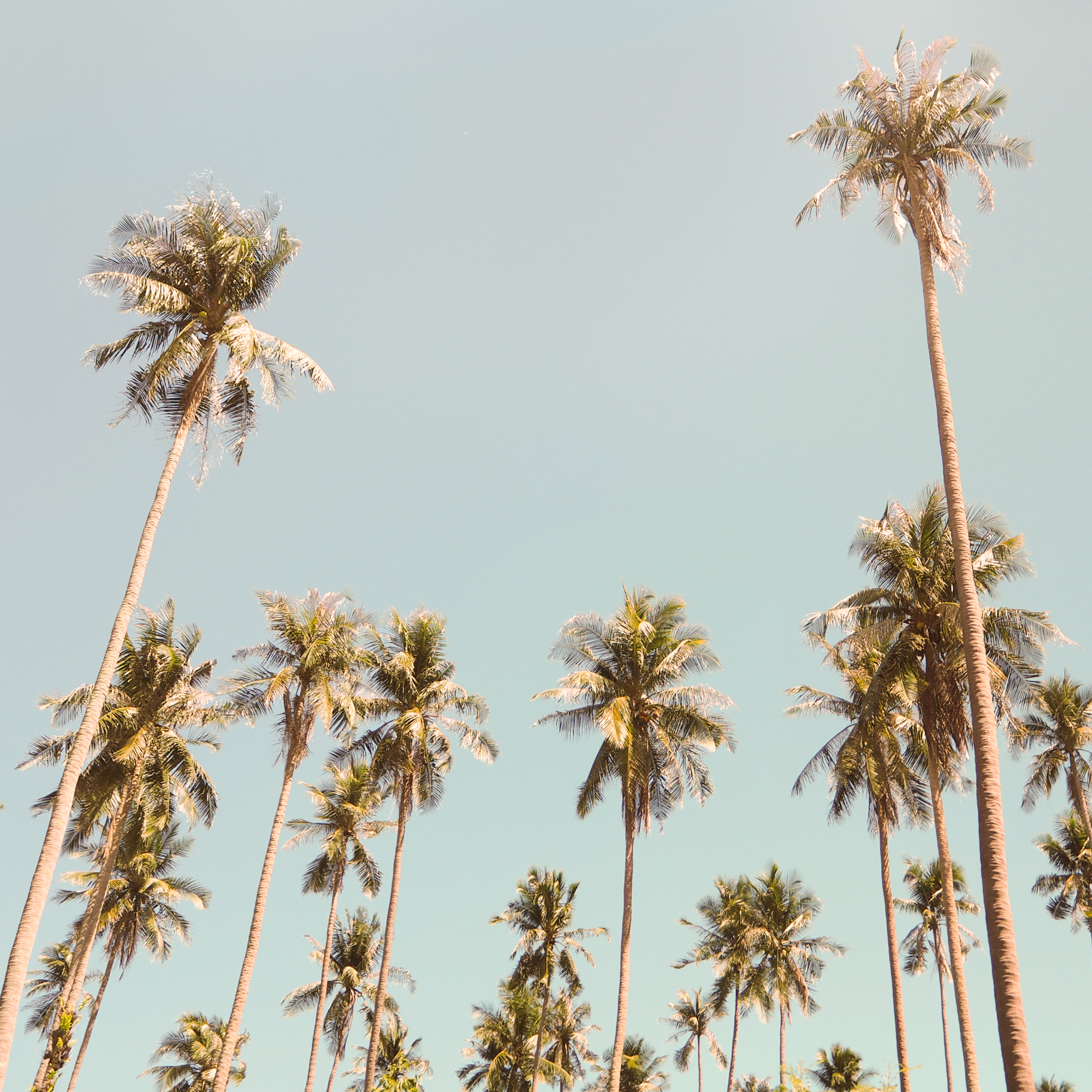 palm trees in California sky sunshine